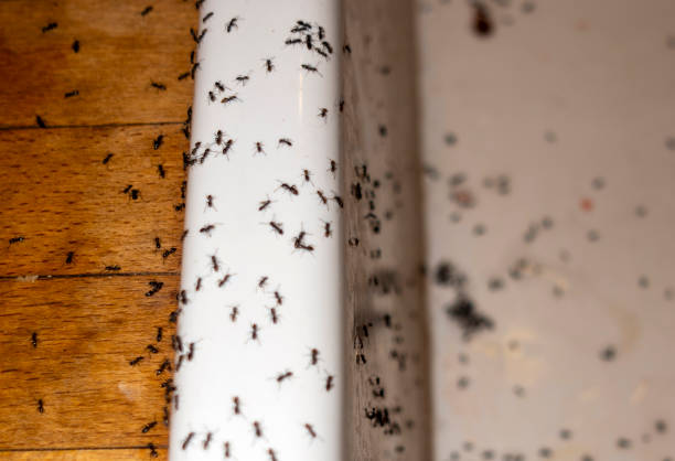Best Flea Control Services  in Mission Viejo, CA