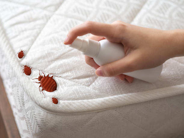 Best Termite Control Services  in Mission Viejo, CA
