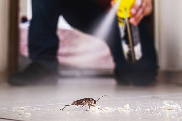 Wasp Removal Services in Mission Viejo, CA