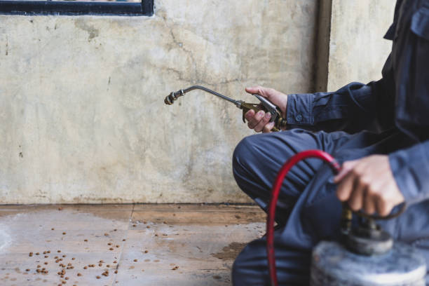 Best Local Pest Control Services  in Mission Viejo, CA